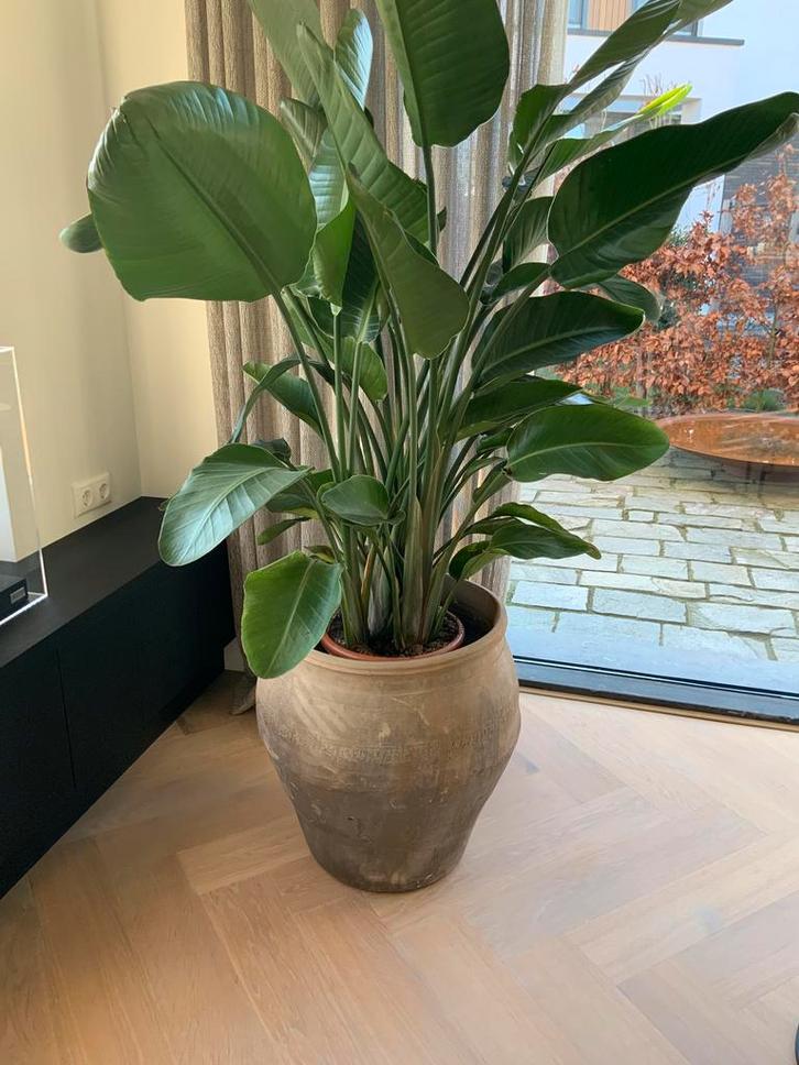 Strelitzia hoffz kruik antieke oude chinese pot vaas, Huis en Inrichting, Kamerplanten, Minder dan 100 cm, Halfschaduw, Ophalen of Verzenden