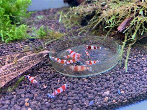Crystal red garnalen met Taiwan bee genen, Dieren en Toebehoren, Vissen | Aquariumvissen, Kreeft, Krab of Garnaal