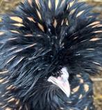 Padua hennen, Dieren en Toebehoren, Pluimvee, Vrouwelijk, Kip