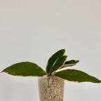 Gewortelde kamerplant stek - Hoya Krimson Queen, Ophalen of Verzenden, Overige soorten, Minder dan 100 cm