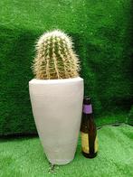 Grote Cactus in stenen pot. Ookwel Schoonmoedersstoel, Ophalen, Cactus, Minder dan 100 cm