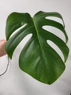 Monstera Borsigiana Albo, Huis en Inrichting, Kamerplanten, Ophalen of Verzenden