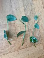 🌱 Zilverrank stekjes scindapsus pictus hassk, Groene kamerplant, Ophalen, Halfschaduw, Minder dan 100 cm