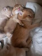 Britse korthaar 1 poes, Dieren en Toebehoren, Katten en Kittens | Raskatten | Korthaar, Meerdere dieren, Ontwormd