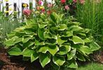 Hosta F. Francee | Hartbladhosta | Chemievrij | C1,5, Overige soorten, Vaste plant, Ophalen of Verzenden, Halfschaduw