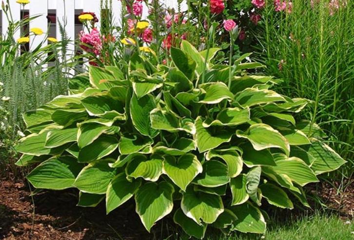 Hosta F. Francee | Hartbladhosta | Chemievrij | C1,5, Tuin en Terras, Planten | Tuinplanten, Vaste plant, Overige soorten, Halfschaduw