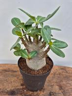 Adenium Baobab p12 (6)