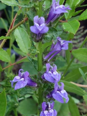 zaden Lobelia siphilitica blauw beschikbaar voor biedingen
