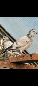 Postduiven, Dieren en Toebehoren, Vogels | Duiven