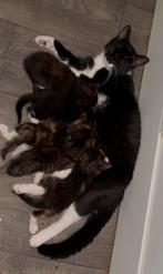 Lieve kittens, Dieren en Toebehoren