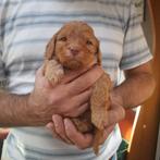Labradoodle pups, Rabiës (hondsdolheid), 8 tot 15 weken, Meerdere dieren, Eén hond