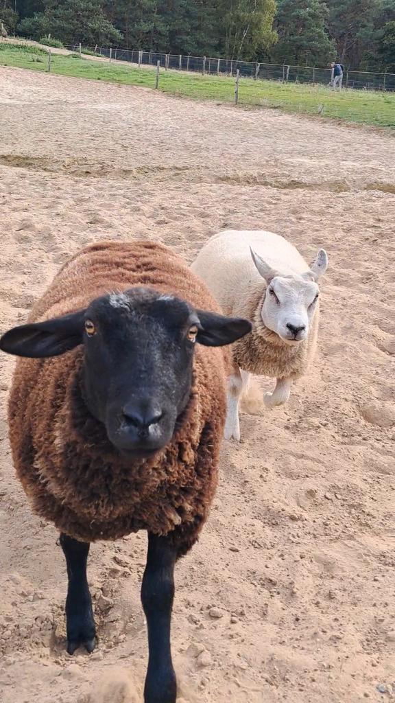 Schapen, Dieren en Toebehoren, Schapen, Geiten en Varkens, Schaap, Vrouwelijk, 0 tot 2 jaar