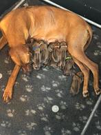 Rhodesian Ridgeback Pups | fijne, lieve new born baby’s 💙🩷, Dieren en Toebehoren, Honden | Beagles, Bassets en Lopende honden