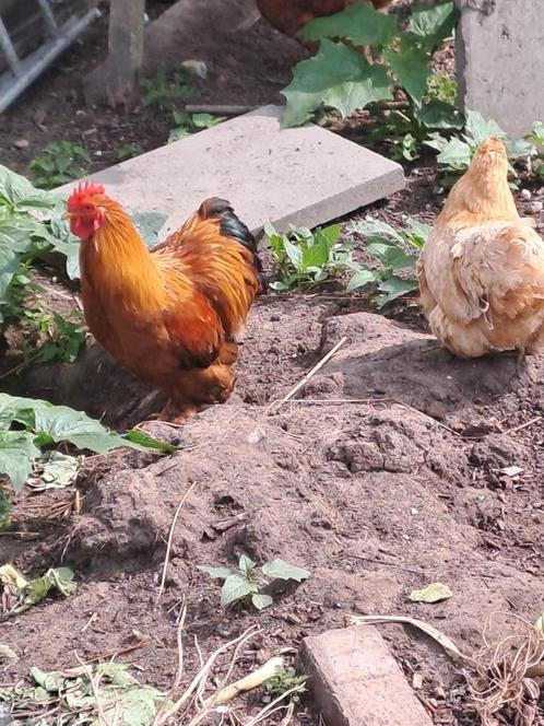 Heel leuke RAS zuivere hanen SIER Cochin teab weg=weg!, Dieren en Toebehoren, Pluimvee, Kip, Mannelijk