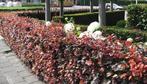 Rode beuk - Fagus sylvatica 'Atropunicea', Ophalen of Verzenden, Beukenhaag, Haag, 100 tot 250 cm