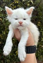 Super mooie groot maine coon katertje te reserveren, Dieren en Toebehoren, Katten en Kittens | Raskatten | Langhaar, Kater, Gechipt