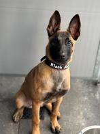 Mechelse herder teef 18 weken., Dieren en Toebehoren, Honden | Herdershonden en Veedrijvers, 15 weken tot 1 jaar, CDV (hondenziekte)