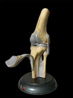 Somso bone anatomisch anatomy model mens, Antiek en Kunst, Curiosa en Brocante, Ophalen of Verzenden