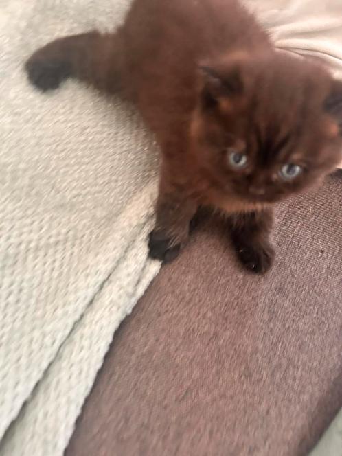 Britse korthaar kittens, Dieren en Toebehoren, Katten en Kittens | Raskatten | Langhaar, Meerdere dieren, 0 tot 2 jaar, Ontwormd
