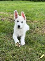 Zwitserse witte herder pups, Dieren en Toebehoren, Honden | Herdershonden en Veedrijvers, Nederland, 8 tot 15 weken, CDV (hondenziekte)
