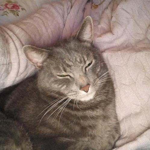Kater gecastreerd en gechipt, Dieren en Toebehoren, Katten en Kittens | Raskatten | Korthaar, Kater, Gechipt