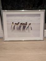 Fotolijst met pinguin 50 x 70 cm, Ophalen, Zo goed als nieuw