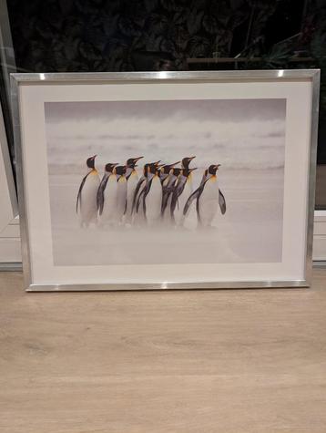 Fotolijst met pinguin 50 x 70 cm beschikbaar voor biedingen