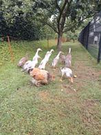 Te koop jonge loopeenden, Dieren en Toebehoren, Pluimvee, Geslacht onbekend, Eend