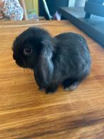 Jonge konijnen geboren op 17 juli, Dieren en Toebehoren, Konijnen, Mannelijk