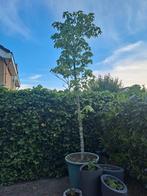 Esdoorn boom 2x, Tuin en Terras, Planten | Bomen, Bloeit niet, Overige soorten, 100 tot 250 cm, Ophalen