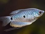 Blauwe spat Gourami paar (m/v), Dieren en Toebehoren, Vissen | Aquariumvissen, Vis, Zoetwatervis