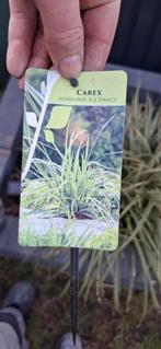 Carex Morrowii ice dance, Tuin en Terras, Ophalen, Siergrassen