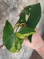 Syngonium aurea stek, Huis en Inrichting, Kamerplanten, Ophalen, Overige soorten, Minder dan 100 cm
