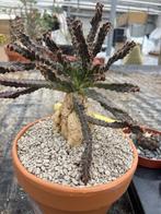 Caudex Euphorbia Micracantha in de 16cm terra cotta pot., Huis en Inrichting, Kamerplanten, Overige soorten, In pot, Minder dan 100 cm