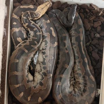 Twee prachtige bloedpython dames beschikbaar voor biedingen
