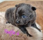pomeriaans 3 teefjes en 2 reutjes, Dieren en Toebehoren, Honden | Chihuahua's en Gezelschapshonden, Overige rassen, CDV (hondenziekte)