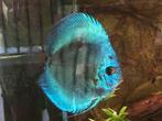 Discusvis, Dieren en Toebehoren, Vissen | Aquariumvissen, Vis, Zoetwatervis
