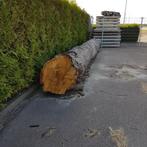 Eiken boomstammen, Doe-het-zelf en Verbouw, Hout en Planken, Eiken, Ophalen of Verzenden, Plank, 50 mm of meer