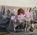 Maltipoo  F1 pup,s, Overige rassen, CDV (hondenziekte), 8 tot 15 weken, Meerdere