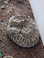 Crotalus Vergandis (Uracoan rattlesnake), Dieren en Toebehoren, Slang