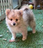 Ontzettende lieve, knuffelige, knappe en speelse beertjes 🥰, CDV (hondenziekte), 8 tot 15 weken, Meerdere, Meerdere dieren