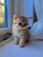 british korthaar, Dieren en Toebehoren, Katten en Kittens | Overige Katten, Kater