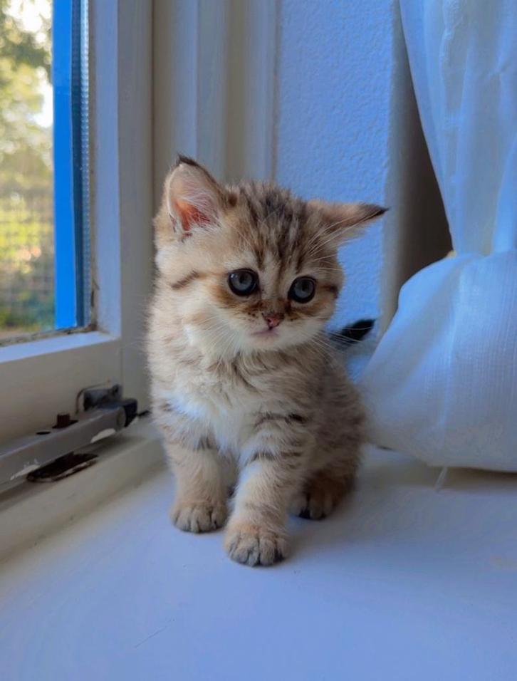 british korthaar, Dieren en Toebehoren, Katten en Kittens | Overige Katten, Kater