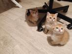 Britse korthaar kittens (black golden shaded) Update!!!, Dieren en Toebehoren, Meerdere dieren, Ontwormd, 0 tot 2 jaar