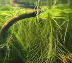 Drijfplanten - Pistia stratiotes (dwarf water lettuce), Ophalen, Nieuw, Plant(en), Steen of Hout