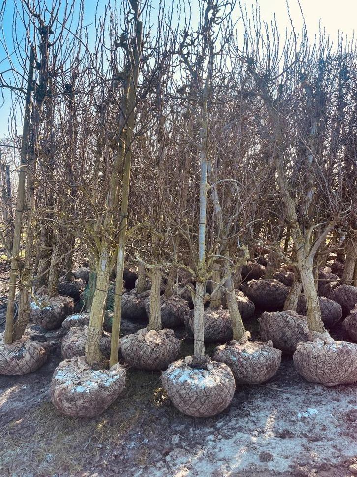 Mooie Conference perenbomen van 20 jaar oud, Tuin en Terras, Planten | Fruitbomen, Perenboom, 250 tot 400 cm, Volle zon, Lente