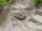 0.0.1 Pachydactylus rangei, Dieren en Toebehoren, Hagedis