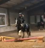 Verzorg pony gezocht/ verzorger aangeboden, Dieren en Toebehoren, Ophalen of Verzenden, Nieuw