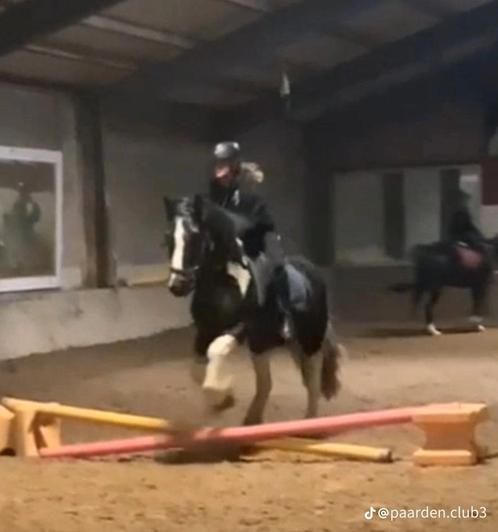 Verzorg pony gezocht/ verzorger aangeboden, Dieren en Toebehoren, Paarden en Pony's | Verzorgingsproducten, Nieuw, Ophalen of Verzenden