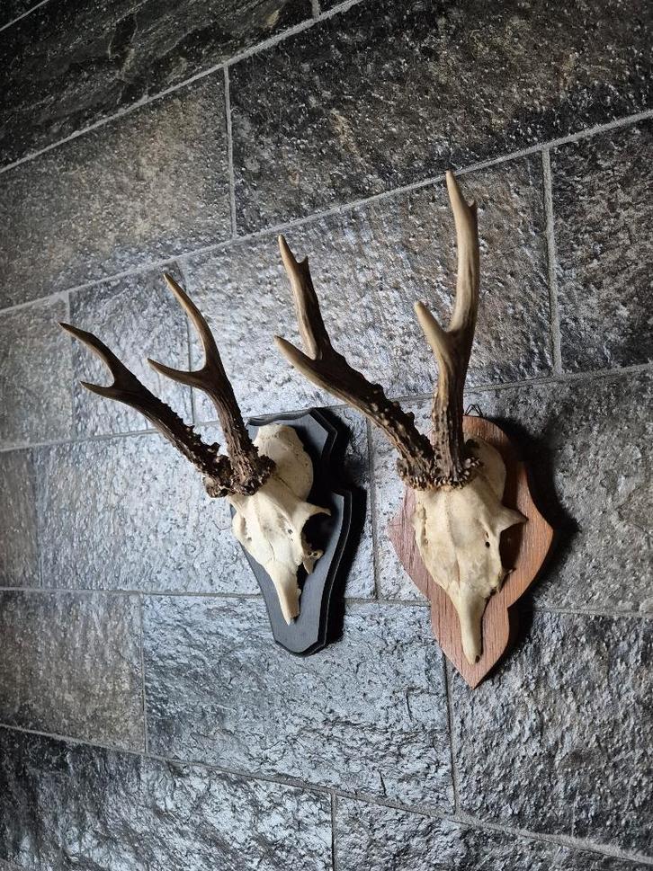 2 Mooie ree geweien samen € 24 jacht mancave overkapping f34, Verzamelen, Dierenverzamelingen, Gebruikt, Gewei of Kop, Hert, Ophalen of Verzenden